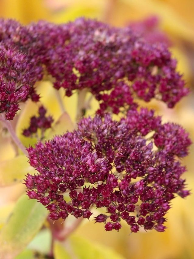 Mauerpfeffer Sedum magical lizzy