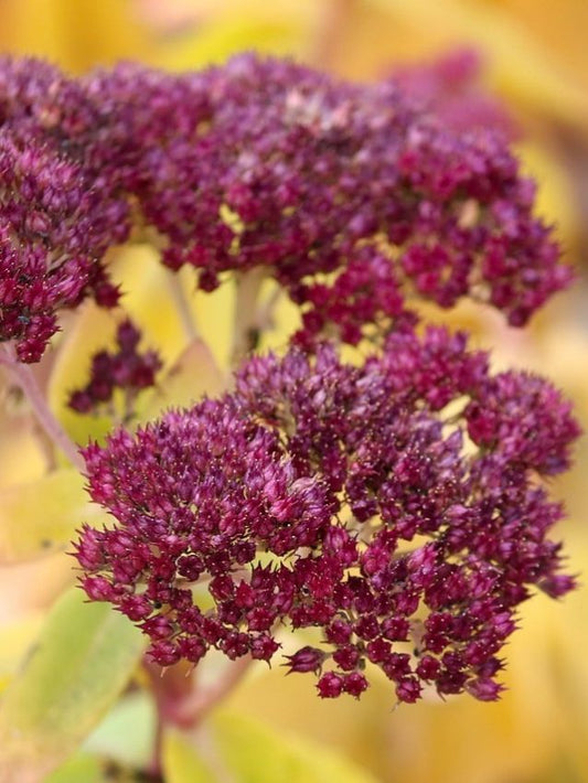 Mauerpfeffer Sedum magical lizzy