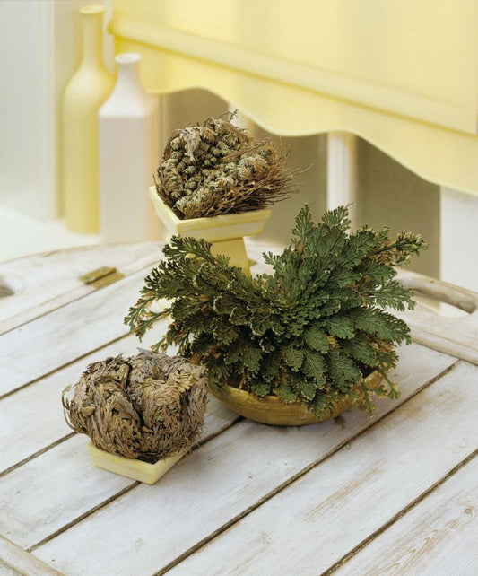 Sonstige Selaginella lepidophylla