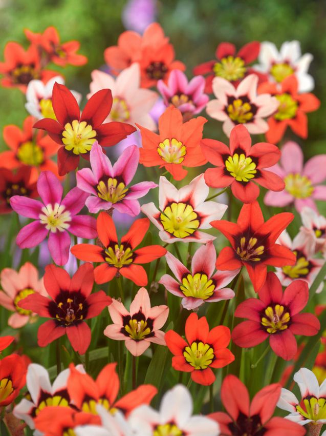 Zigeunerblume Sparaxis mischung