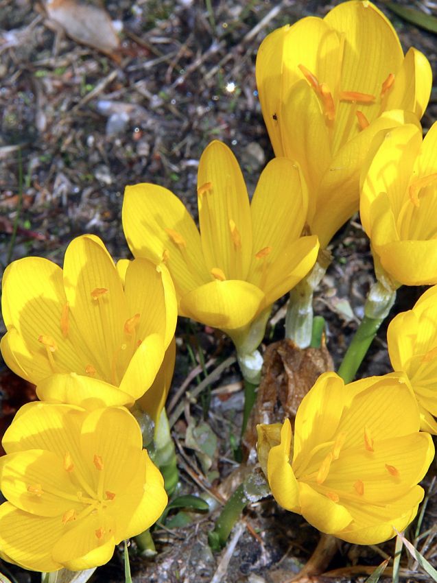 Sonstige Sternbergia lutea