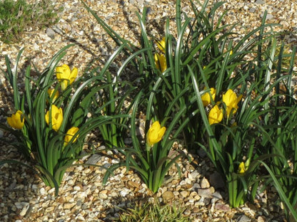 Sternbergia lutea