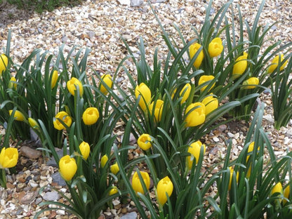Sternbergia lutea