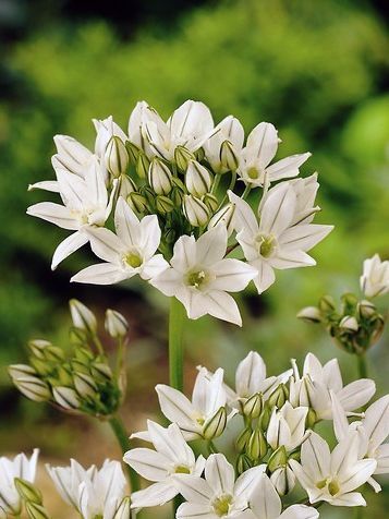 Triteleia Triteleia hyacinthina