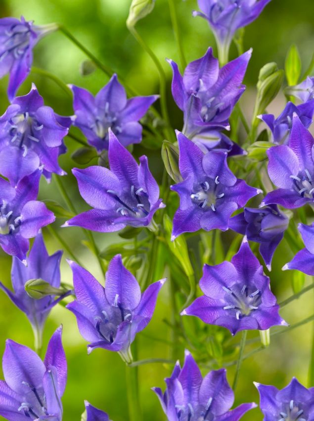 Triteleia Triteleia corrina
