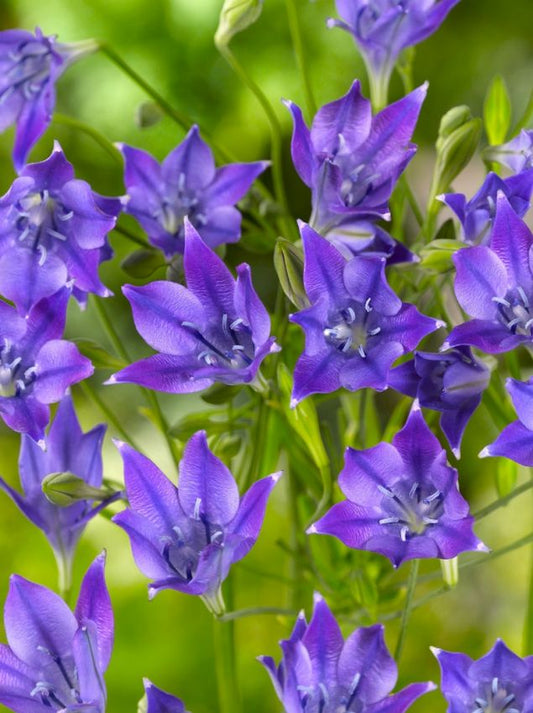 Triteleia Triteleia corrina
