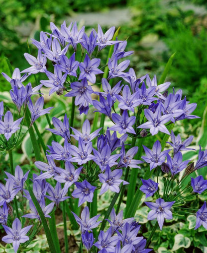 Triteleia Triteleia queen fabiola