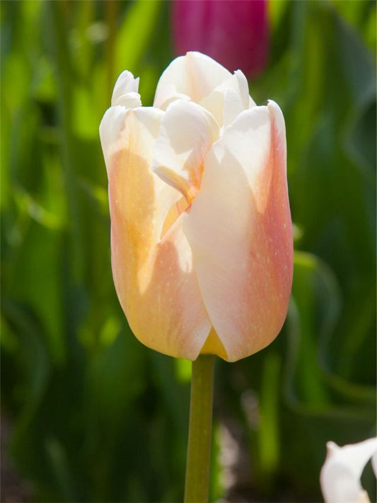 Tulpen Apricot pride