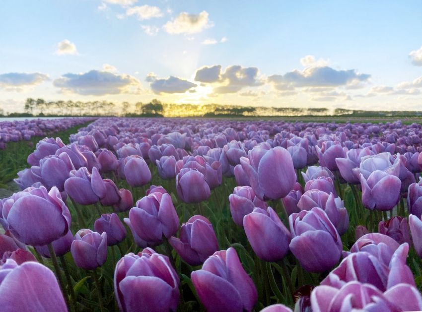 Tulpe 'Blue Heaven' - 20 Stück