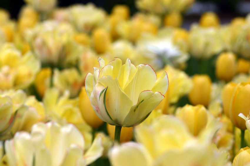 Tulipa 'Akebono' - Tulpe