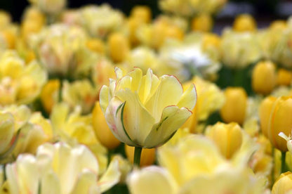 Tulipa 'Akebono' - Tulpe