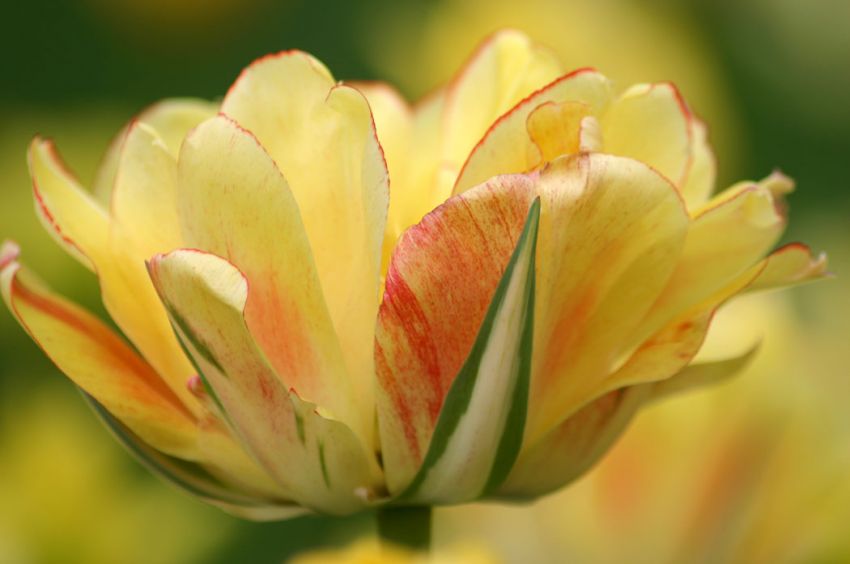 Tulipa 'Akebono' - Tulpe