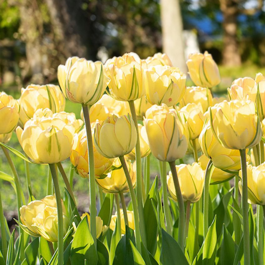 Tulipa 'Akebono' - Tulpe