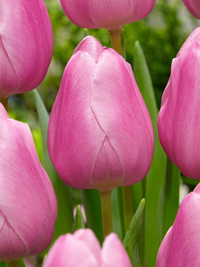 Tulpen Aafke
