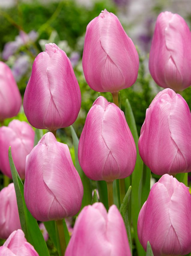 Tulipa 'Aafke' - Tulpe