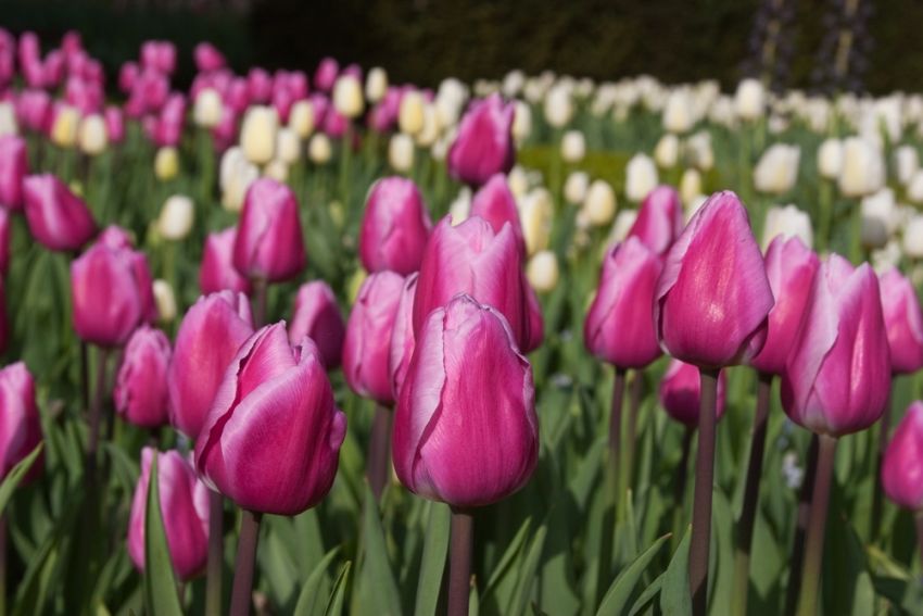 Tulipa 'Aafke' - Tulpe