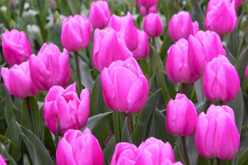 Tulipa 'Aafke' - Tulpe