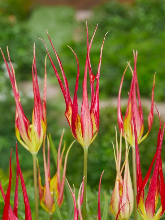 Tulpen Acuminata