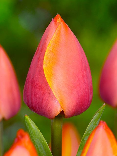 Tulipa 'Ad Rem' - Tulpe