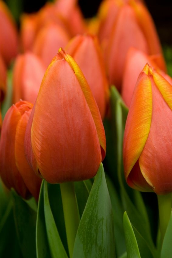 Tulipa 'Ad Rem' - Tulpe