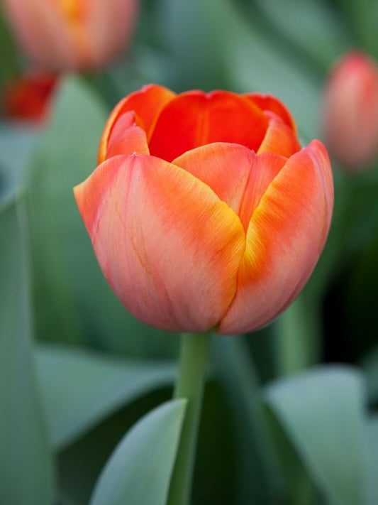 Tulpen Ad rem