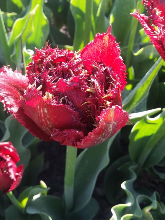 Tulpen Ajaccio