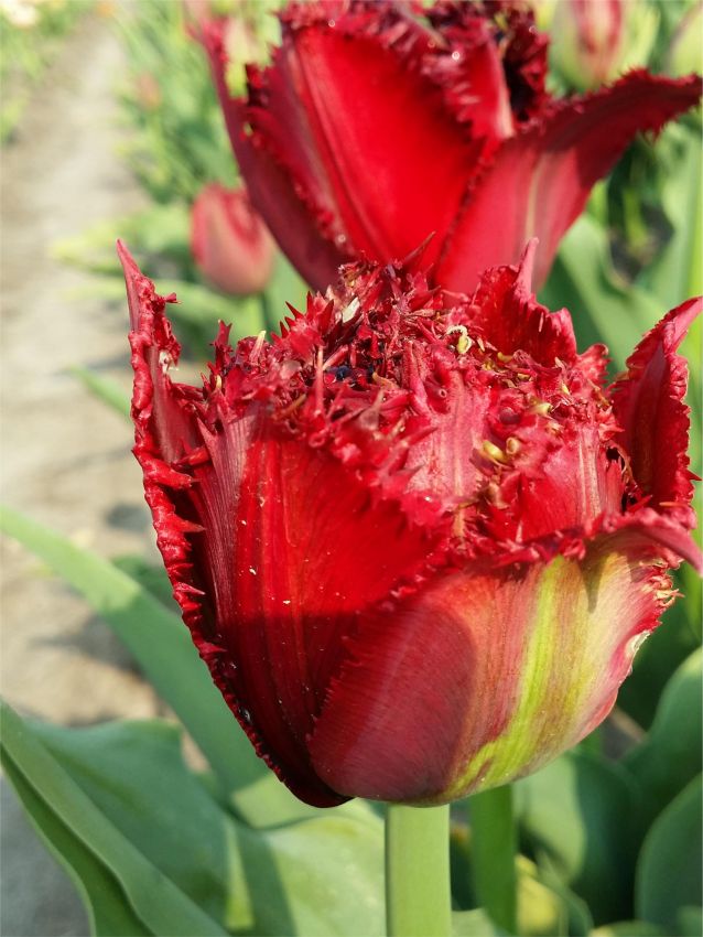 Tulipa 'Ajaccio' - Tulpe