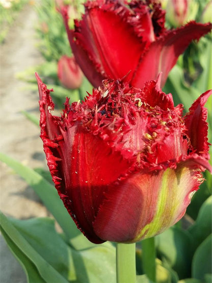 Tulipa 'Ajaccio' - Tulpe