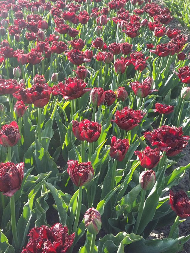 Tulipa 'Ajaccio' - Tulpe