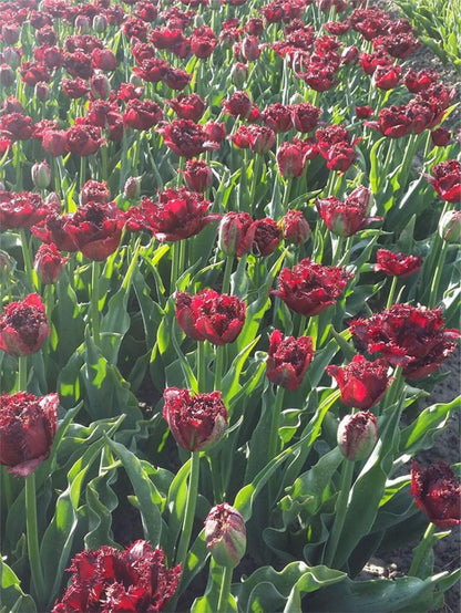 Tulipa 'Ajaccio' - Tulpe