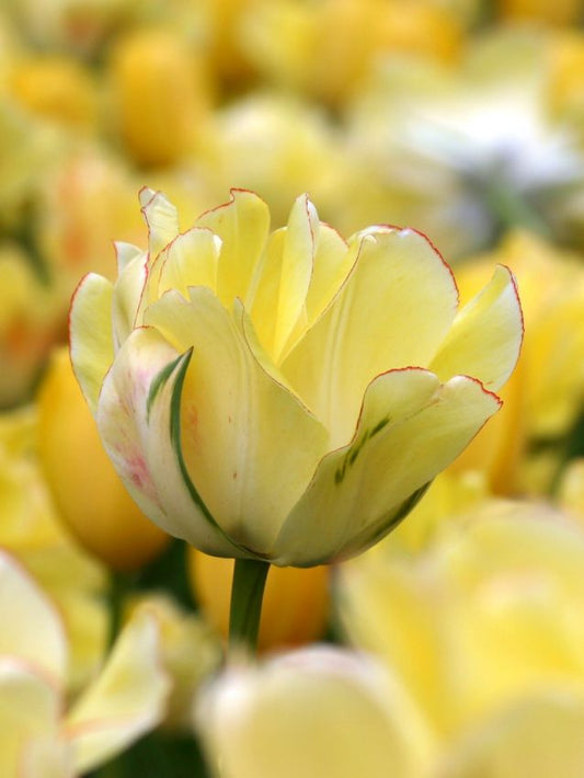 Tulpen Akebono