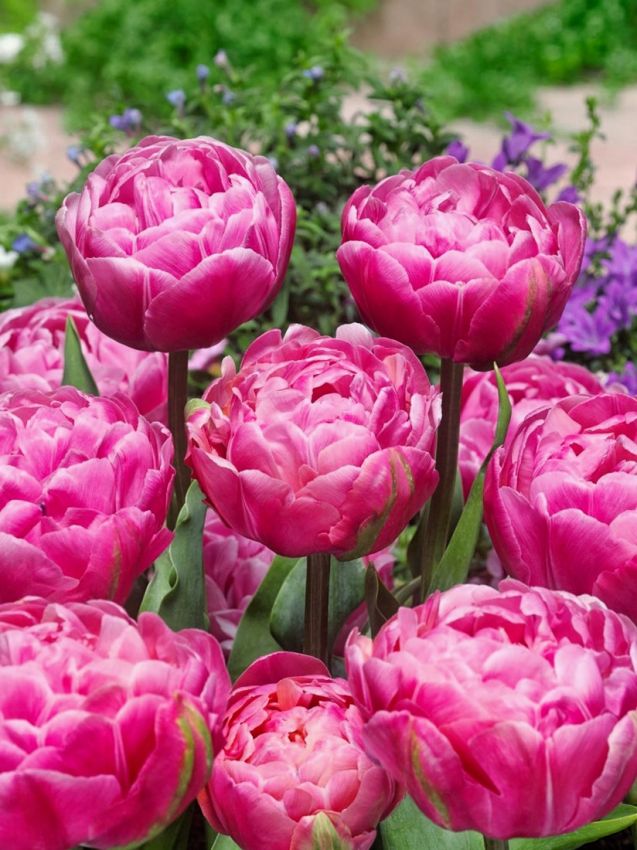 Tulpen Amazing grace