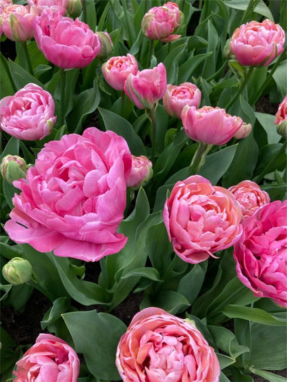 Tulipa 'Amazing Grace' - Tulpe