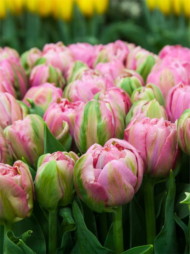 Tulipa 'Amazing Grace' - Tulpe