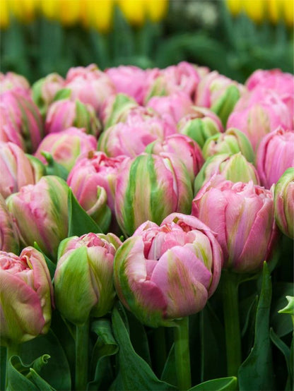 Tulipa 'Amazing Grace' - Tulpe