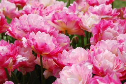 Tulipa 'Amazing Grace' - Tulpe