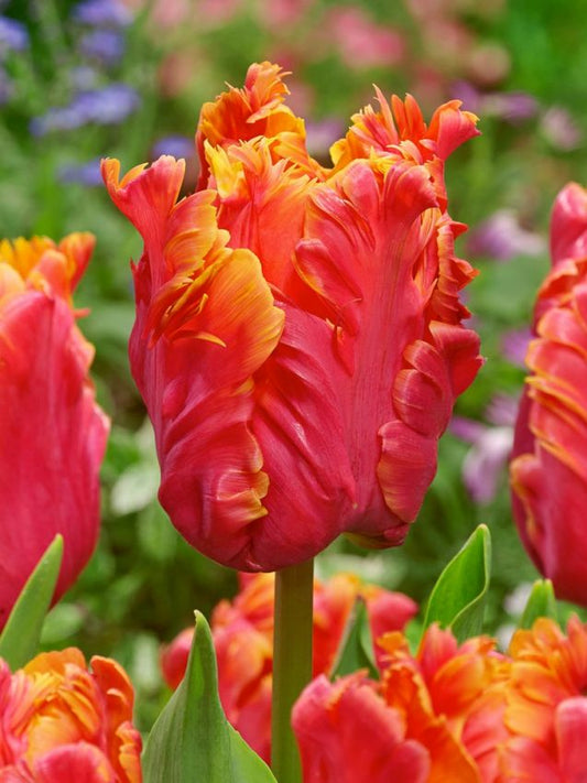 Tulpen Amazing parrot