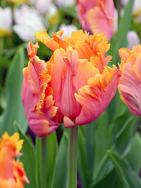 Tulipa 'Amazing Parrot' - Tulpe