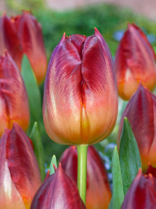 Tulpen Amberglow