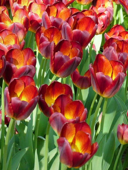 Tulpe 'Amberglow' - 20 Stück