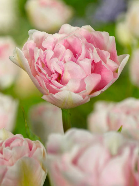 Tulpen Angelique