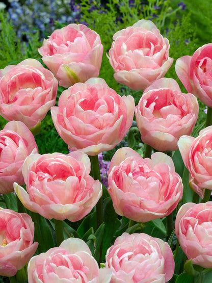 Tulipa 'Angelique' - Tulpe