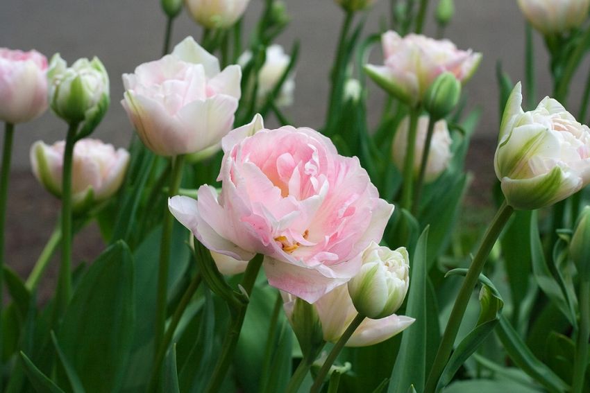 Tulipa 'Angelique' - Tulpe