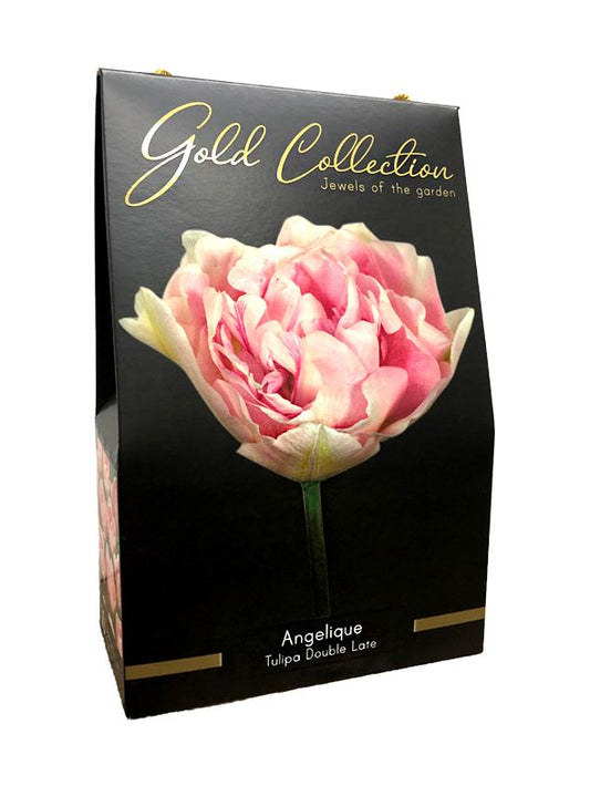 Tulpen Angelique - gold collection