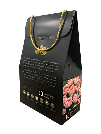 Tulipa 'Angelique - Gold Collection' - Tulpe