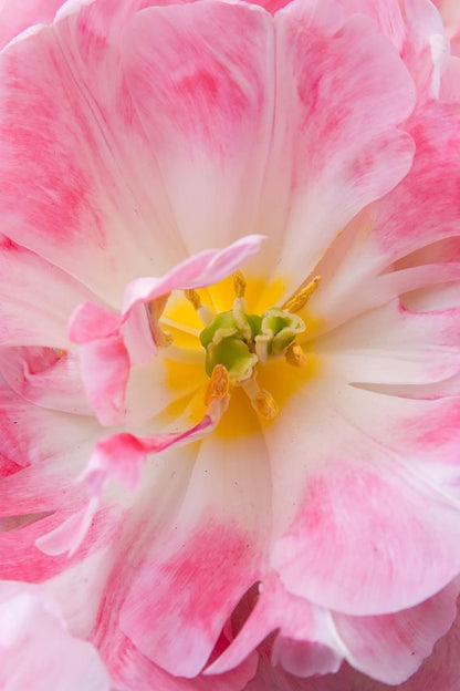 Tulipa 'Angelique' - Tulpe