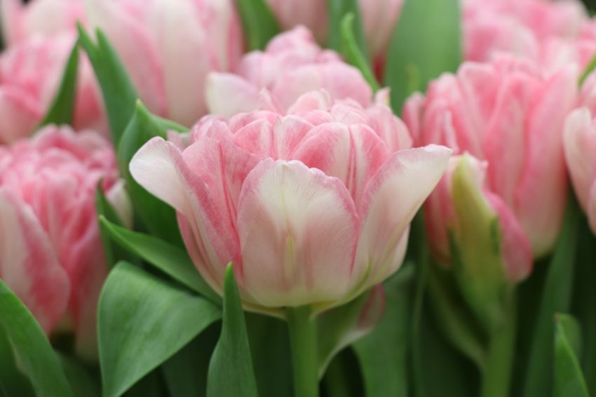 Tulipa 'Angelique' - Tulpe
