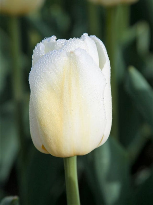 Tulpen Antarctica