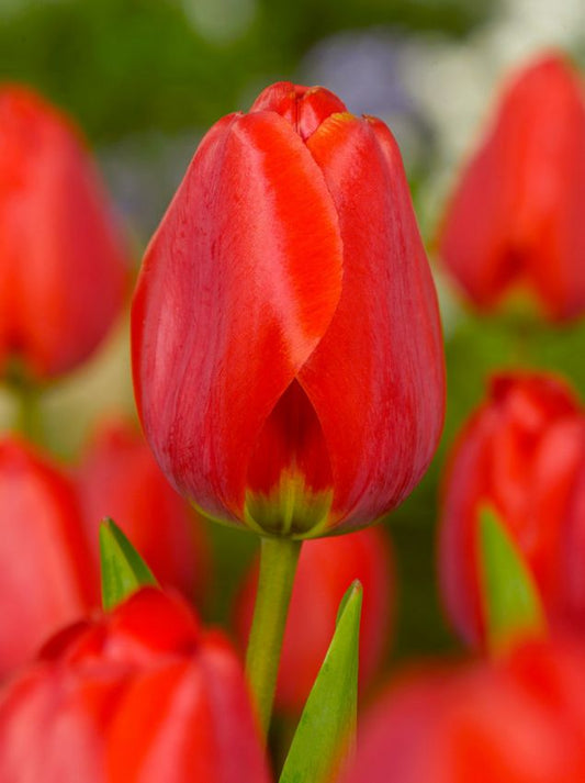 Tulpen Apeldoorn