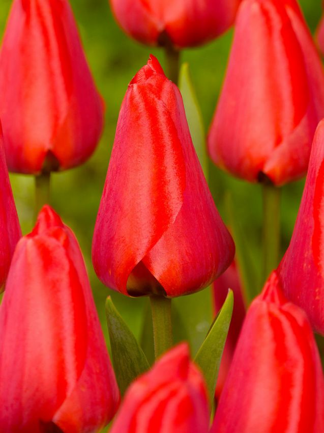 Tulpe 'Apeldoorn' - 20 Stück